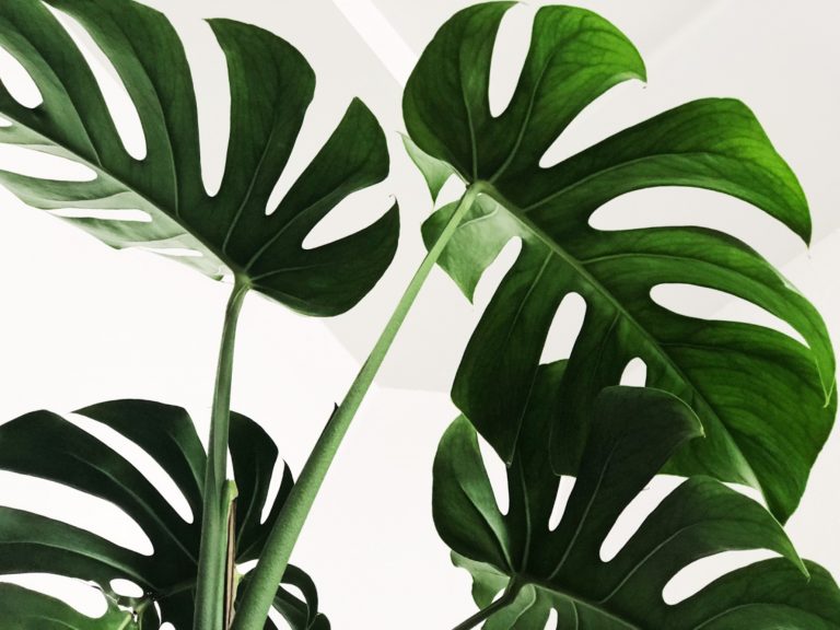 Todo el mundo debería tener su propio bisturí. “Aprender a hablar con las plantas”, de M. Orriols