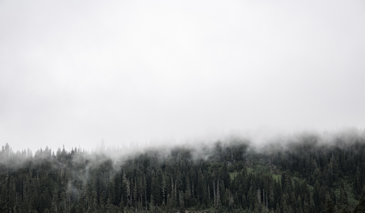 Lo que trae la niebla