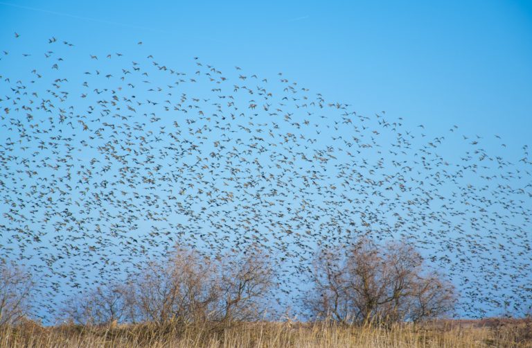 Las dunas y los pájaros