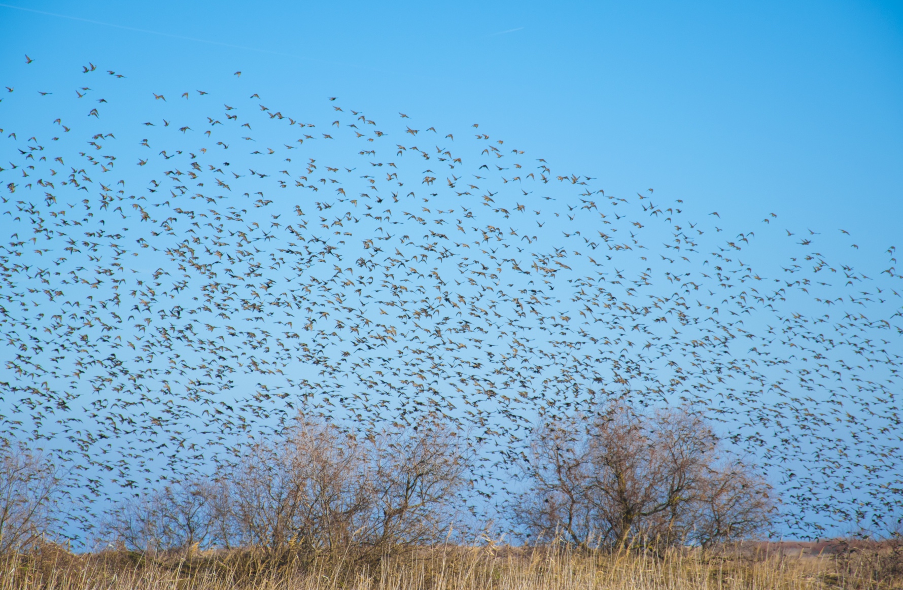 Las dunas y los pájaros