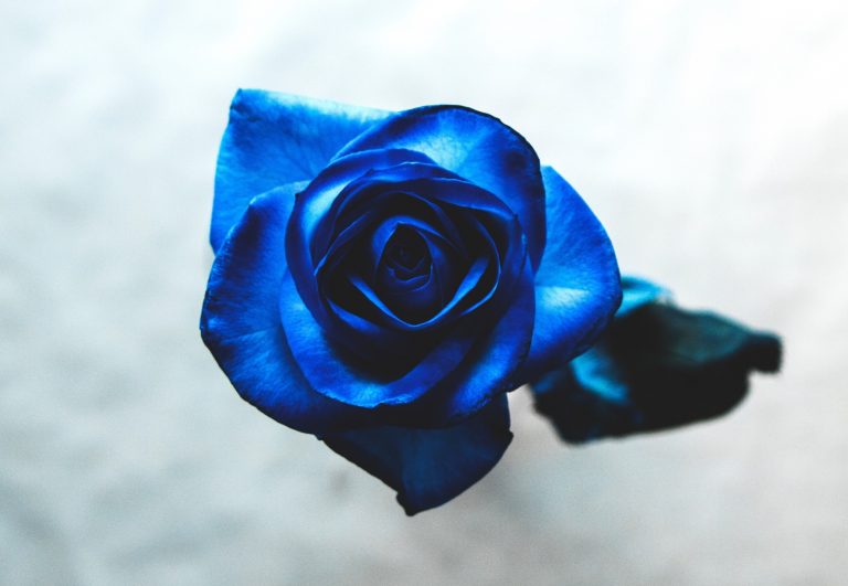 Los secretos tan solo nos desvelan que nuestra vida es nuestra. “Cuánto azul”, de Percival Everett