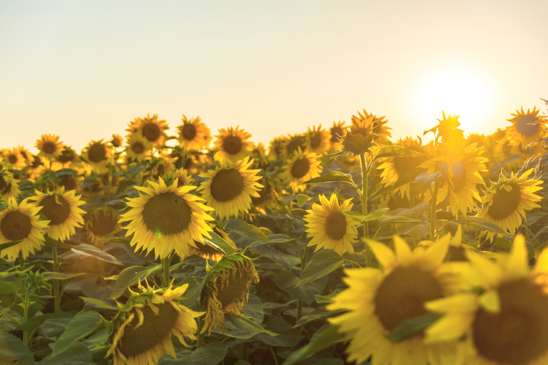 Fondo El verano en que mi madre