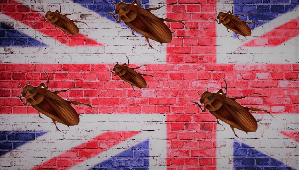 McEwan Cucaracha