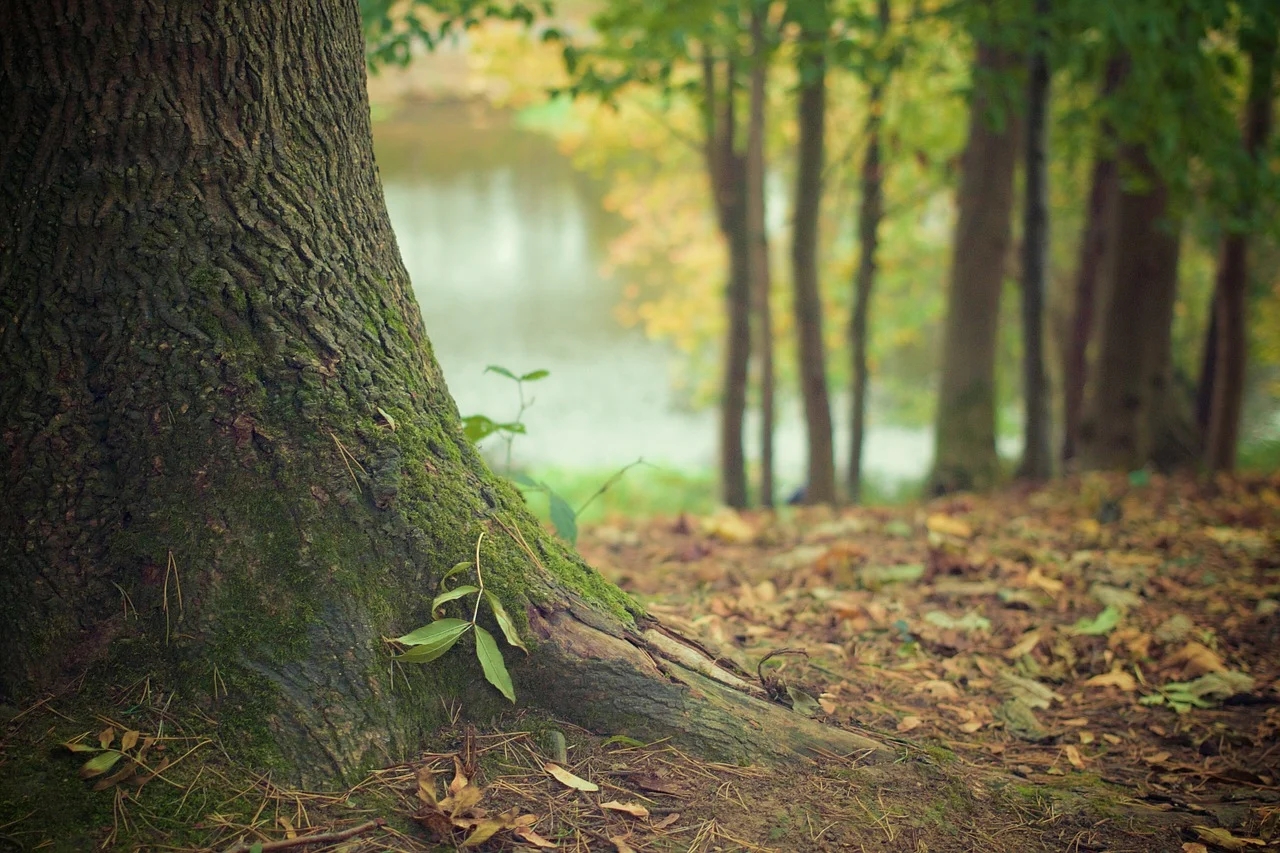 1590047781165 tree trunk 569275