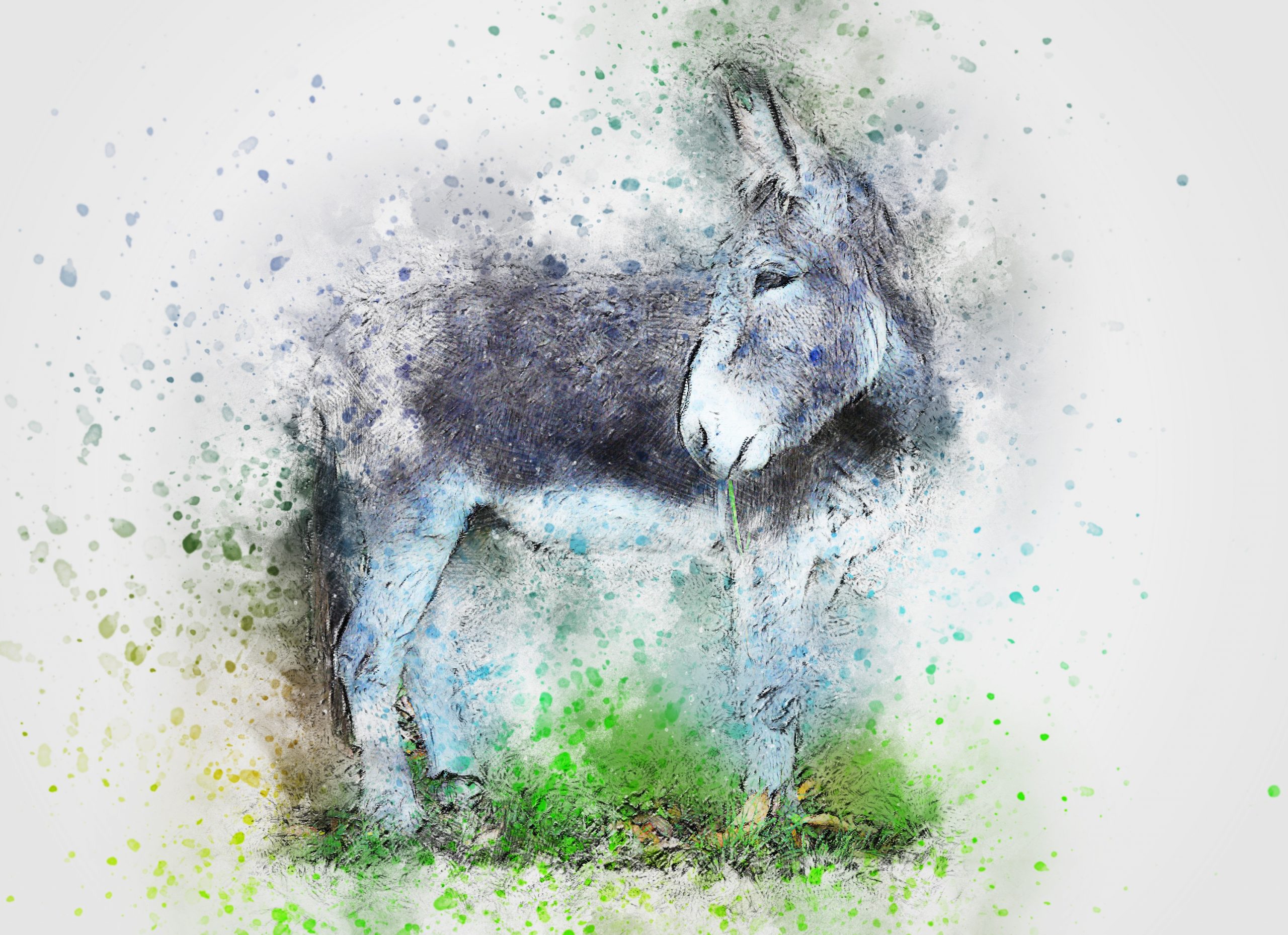 Donkey