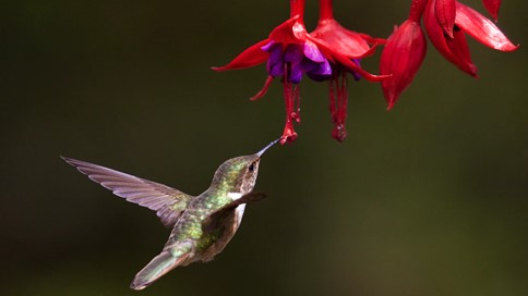 Mantenerse en alto. “El Colibrí”, de Sandro Veronesi