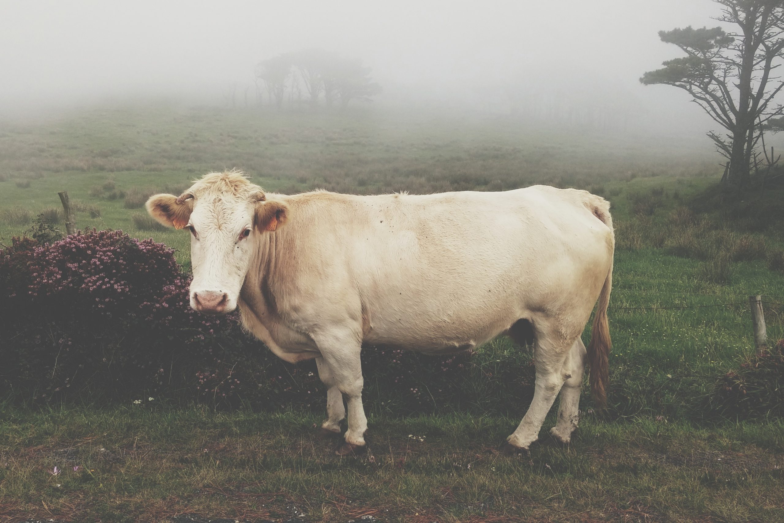 Cow 1149204 (1)