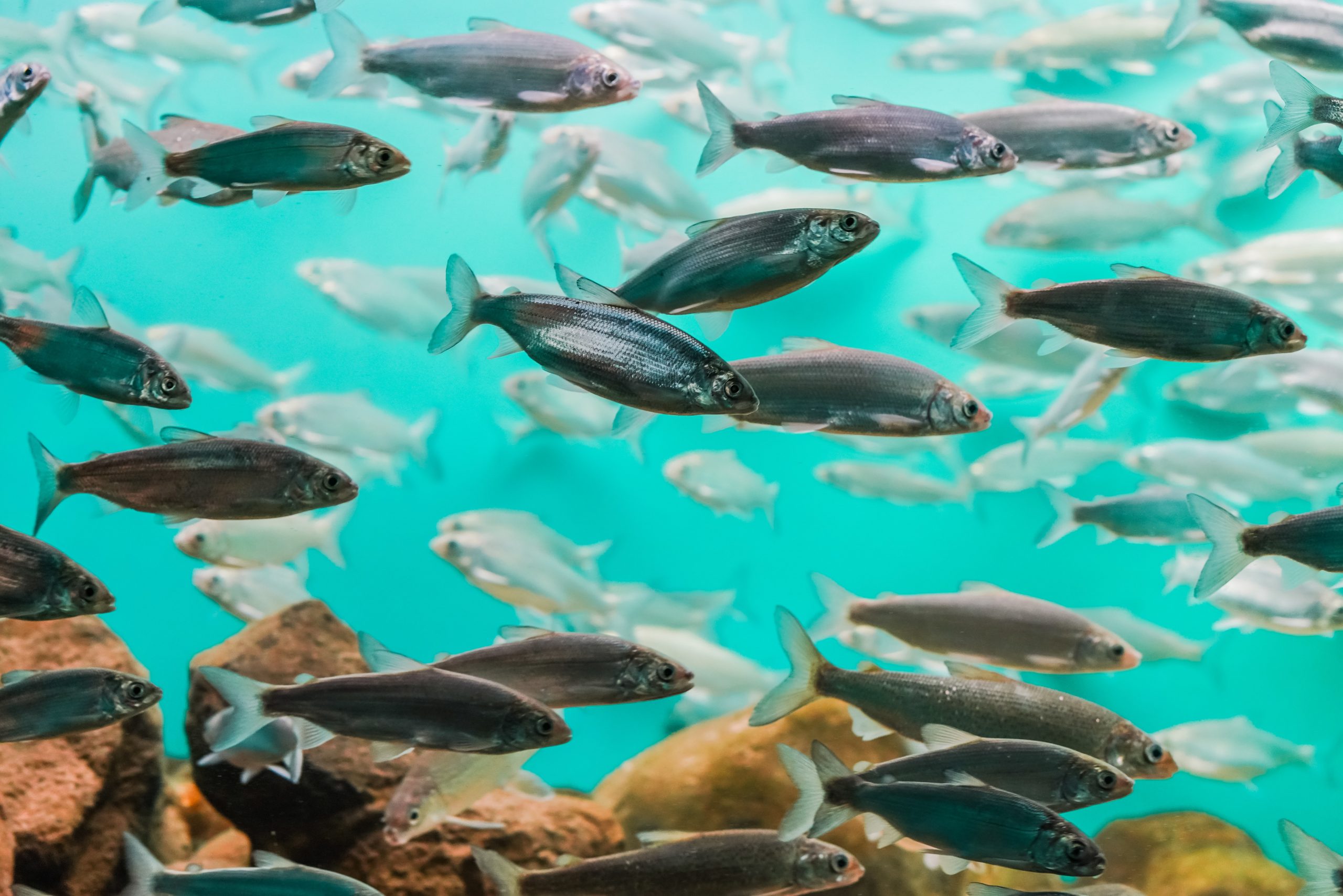 Fondo Esta herida llena de peces