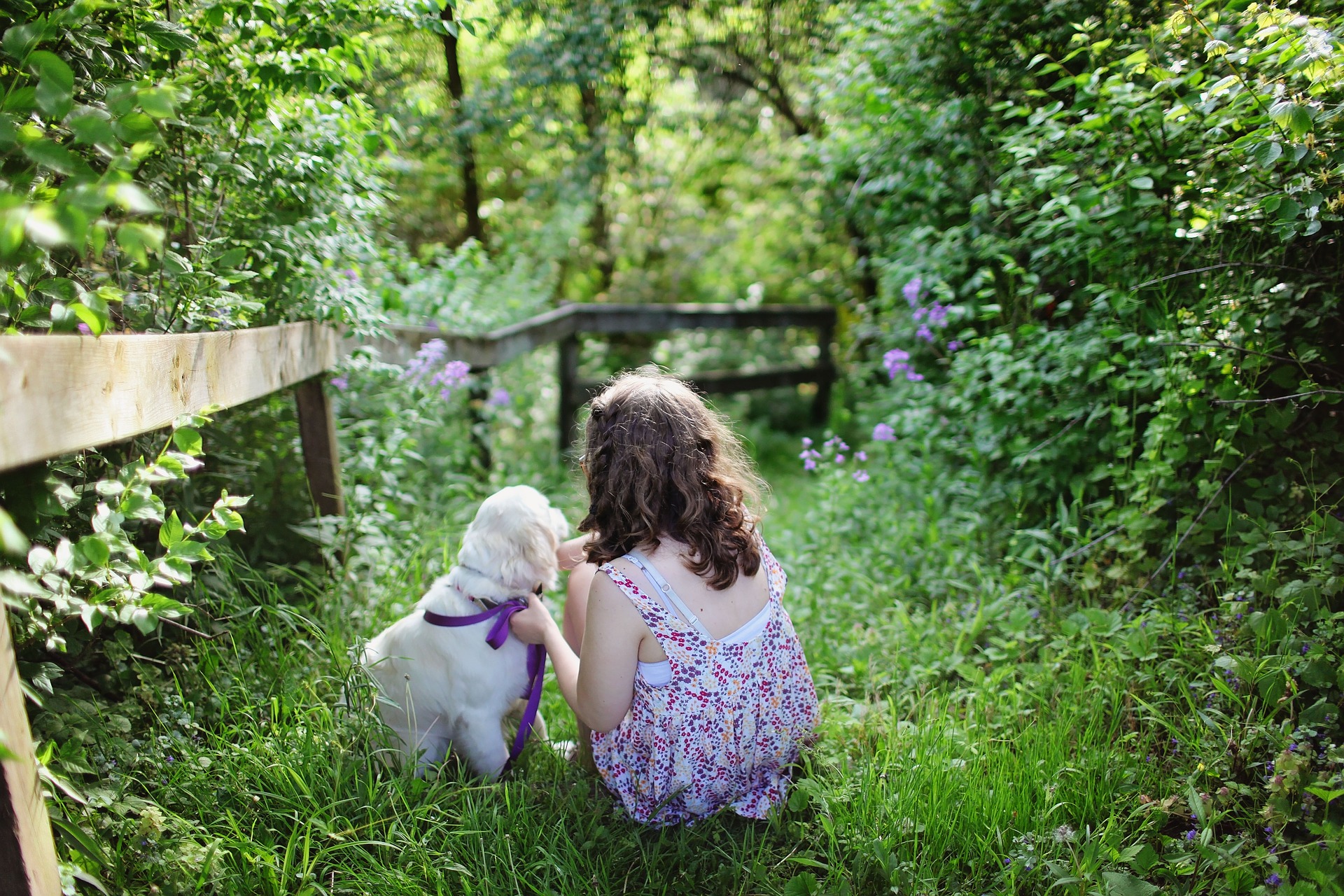 Fondo amor perruno