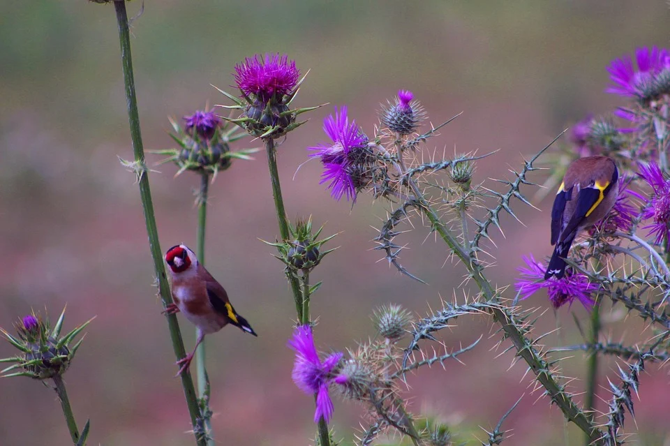 Goldfinch 2145895 960