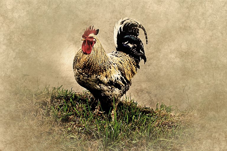 Gallo 