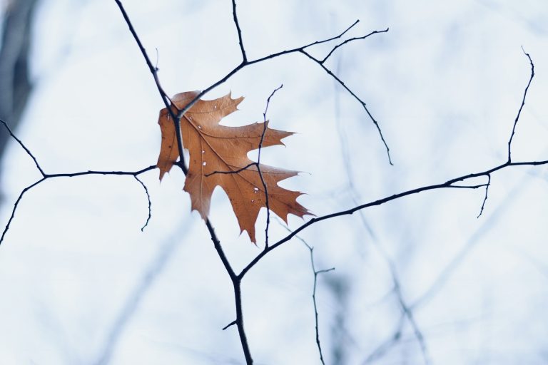 La última hoja de este otoño