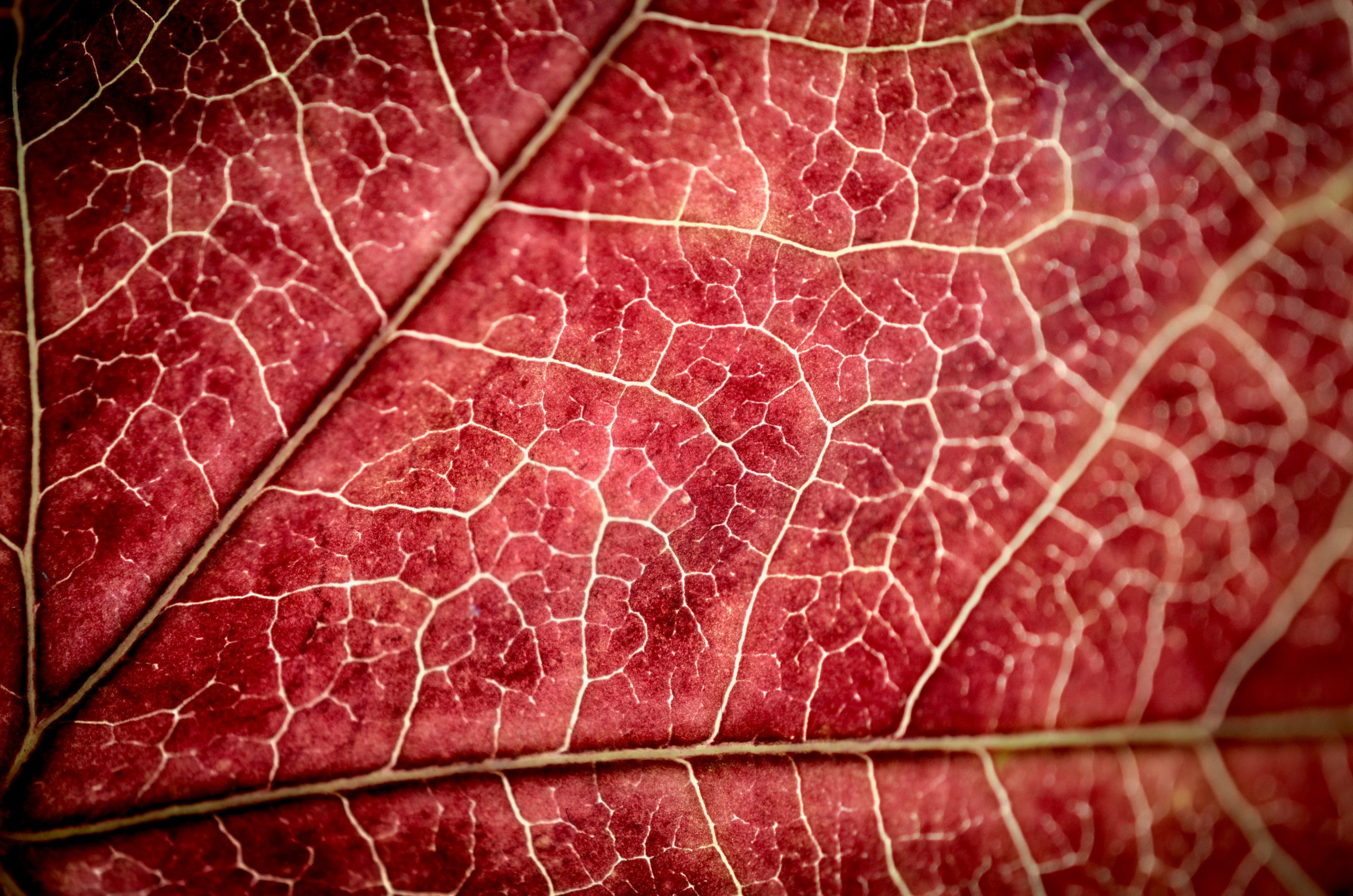 Lukas tennie xX8MR0RerWs unsplash