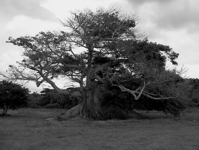 El Árbol