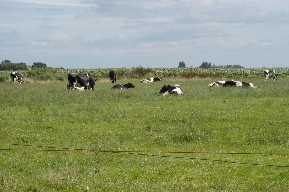 Frislandia